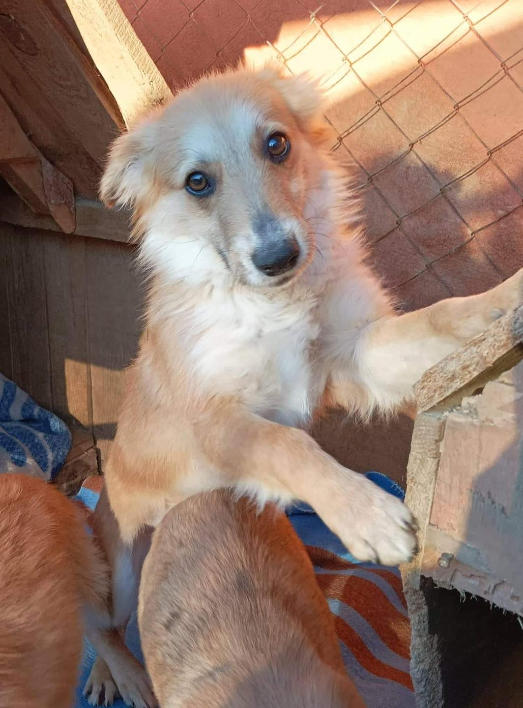 Tierengel Bulgarien - Wir suchen Tierengel Bulgarien - Wir suchen