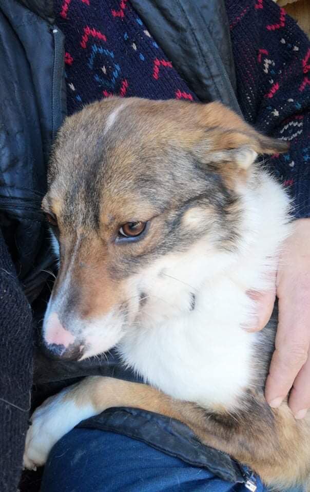 Tierengel Bulgarien - Wir suchen Tierengel Bulgarien - Wir suchen